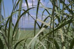 Punto Guajiro from the land of sugar cane (Jon Griffin) Punto Guajiro from the land of sugar cane (Jon Griffin)
